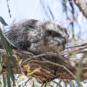 Podargus strigoides at Hawker, ACT - 18 Nov 2023