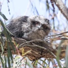 Podargus strigoides at Hawker, ACT - 18 Nov 2023