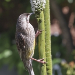 Anthochaera carunculata (Red Wattlebird) at Hawker, ACT - 17 Nov 2023 by AlisonMilton