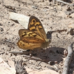 Heteronympha merope (Common Brown Butterfly) at The Pinnacle - 17 Nov 2023 by AlisonMilton