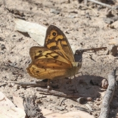 Heteronympha merope (Common Brown Butterfly) at Hawker, ACT - 17 Nov 2023 by AlisonMilton