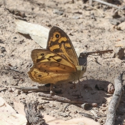Heteronympha merope (Common Brown Butterfly) at The Pinnacle - 17 Nov 2023 by AlisonMilton