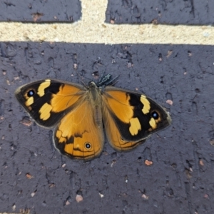 Heteronympha merope at Wright, ACT - 19 Nov 2023