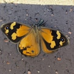 Heteronympha merope at Wright, ACT - 19 Nov 2023