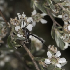 Gasteruption sp. (genus) at McKellar, ACT - 17 Nov 2023 02:42 PM