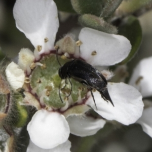 Mordellidae (family) at Croke Place Grassland (CPG) - 17 Nov 2023