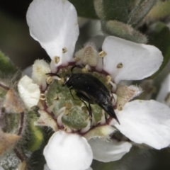 Mordellidae (family) at Croke Place Grassland (CPG) - 17 Nov 2023