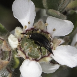 Mordellidae (family) at Croke Place Grassland (CPG) - 17 Nov 2023