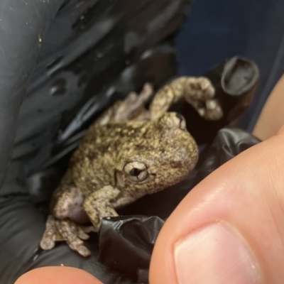 Litoria peronii (Peron's Tree Frog, Emerald Spotted Tree Frog) at Padstow, NSW - 9 Nov 2023 by mcgrathke