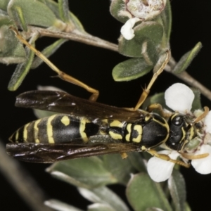 Polistes (Polistes) chinensis at McKellar, ACT - 17 Nov 2023 02:46 PM