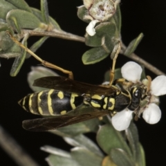 Polistes (Polistes) chinensis at Croke Place Grassland (CPG) - 17 Nov 2023