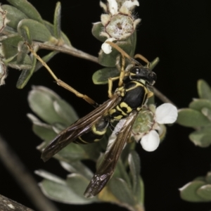 Polistes (Polistes) chinensis at McKellar, ACT - 17 Nov 2023 02:46 PM