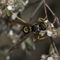 Polistes (Polistes) chinensis at Croke Place Grassland (CPG) - 17 Nov 2023