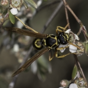 Polistes (Polistes) chinensis at McKellar, ACT - 17 Nov 2023 02:46 PM