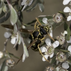 Polistes (Polistes) chinensis at Croke Place Grassland (CPG) - 17 Nov 2023