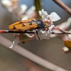 Castiarina subpura (A jewel beetle) at Stromlo, ACT - 19 Nov 2023 by Miranda