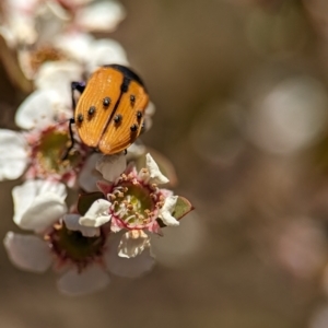 Castiarina subpura at Bluetts Block (402, 403, 12, 11) - 19 Nov 2023 12:59 PM