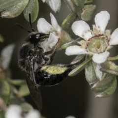 Leioproctus sp. (genus) (Plaster bee) at McKellar, ACT - 17 Nov 2023 by kasiaaus