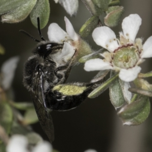 Leioproctus sp. (genus) at Croke Place Grassland (CPG) - 17 Nov 2023