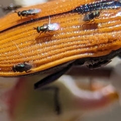Chalcidoidea (superfamily) (A gall wasp or Chalcid wasp) at Stromlo, ACT - 19 Nov 2023 by Miranda