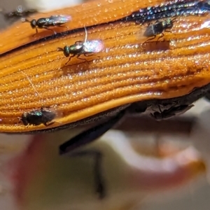 Chalcidoidea (superfamily) at Bluetts Block (402, 403, 12, 11) - 19 Nov 2023 12:59 PM