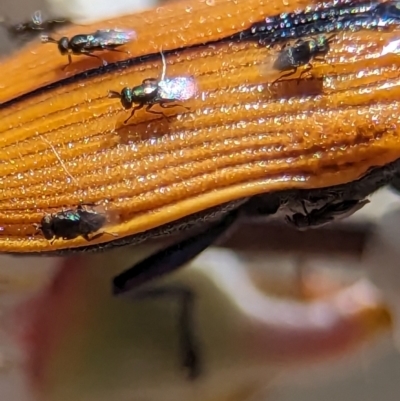 Chalcidoidea (superfamily) (A gall wasp or Chalcid wasp) at Stromlo, ACT - 19 Nov 2023 by Miranda
