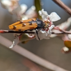 Chalcidoidea (superfamily) at Bluetts Block (402, 403, 12, 11) - 19 Nov 2023 12:59 PM