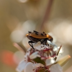 Chalcidoidea (superfamily) at Block 402 - 19 Nov 2023