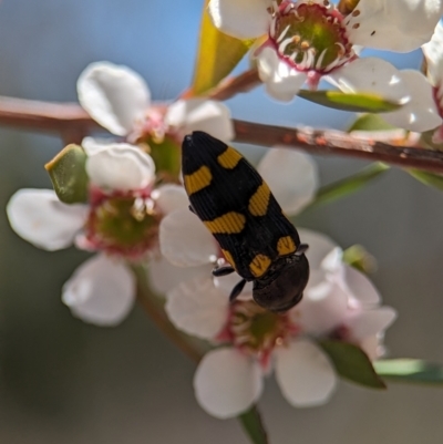 Castiarina australasiae (A jewel beetle) at Stromlo, ACT - 19 Nov 2023 by Miranda