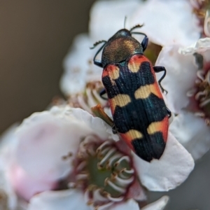 Castiarina sexplagiata at Bluetts Block (402, 403, 12, 11) - 19 Nov 2023 01:16 PM