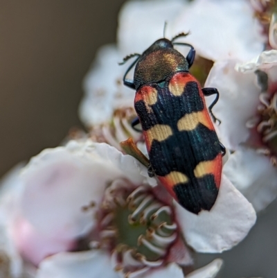 Castiarina sexplagiata (Jewel beetle) at Stromlo, ACT - 19 Nov 2023 by Miranda