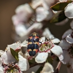 Castiarina sexplagiata at Bluetts Block (402, 403, 12, 11) - 19 Nov 2023 01:16 PM