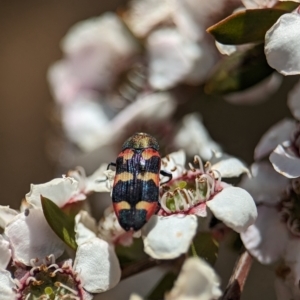 Castiarina sexplagiata at Bluetts Block (402, 403, 12, 11) - 19 Nov 2023 01:16 PM