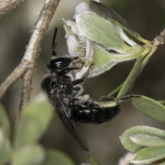 Leioproctus sp. (genus) (Plaster bee) at McKellar, ACT - 17 Nov 2023 by kasiaaus