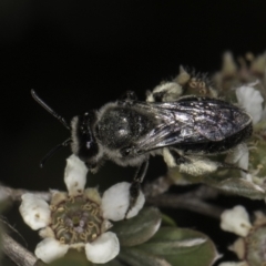 Leioproctus sp. (genus) at Croke Place Grassland (CPG) - 17 Nov 2023