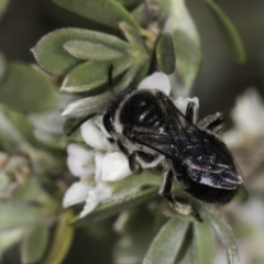 Leioproctus sp. (genus) at McKellar, ACT - 17 Nov 2023 02:50 PM