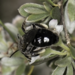 Leioproctus sp. (genus) at McKellar, ACT - 17 Nov 2023 02:50 PM