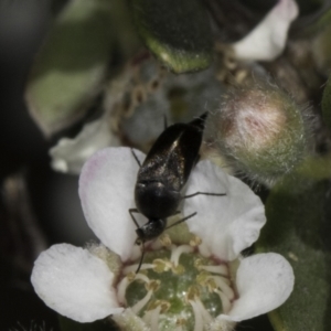 Mordellidae (family) at Croke Place Grassland (CPG) - 17 Nov 2023