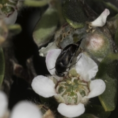 Mordellidae (family) at McKellar, ACT - 17 Nov 2023 02:51 PM