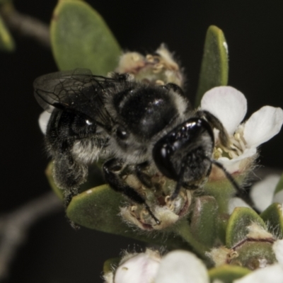 Leioproctus sp. (genus) (Plaster bee) at McKellar, ACT - 17 Nov 2023 by kasiaaus