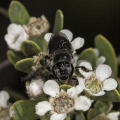 Leioproctus sp. (genus) at Croke Place Grassland (CPG) - 17 Nov 2023