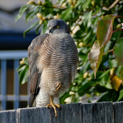 Tachyspiza cirrocephala (Collared Sparrowhawk) at Banks, ACT - 5 May 2022 by UserfaKgHkxs