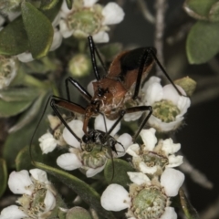 Gminatus australis (Orange assassin bug) at McKellar, ACT - 17 Nov 2023 by kasiaaus