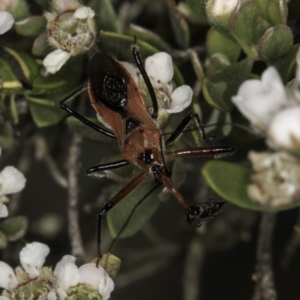 Gminatus australis at Croke Place Grassland (CPG) - 17 Nov 2023