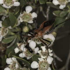 Gminatus australis at Croke Place Grassland (CPG) - 17 Nov 2023