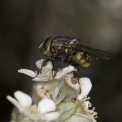 Calliphora stygia (Brown blowfly or Brown bomber) at Croke Place Grassland (CPG) - 17 Nov 2023 by kasiaaus
