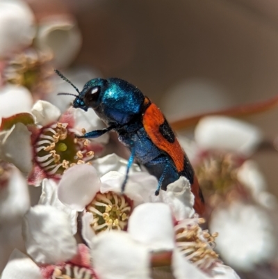 Castiarina crenata (Jewel beetle) at Stromlo, ACT - 19 Nov 2023 by Miranda