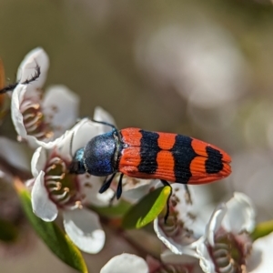 Castiarina crenata at Block 402 - 19 Nov 2023