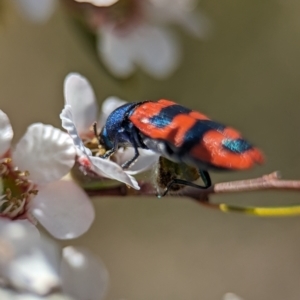 Castiarina crenata at Block 402 - 19 Nov 2023