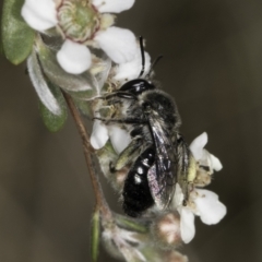 Leioproctus sp. (genus) (Plaster bee) at Lawson North Grasslands - 17 Nov 2023 by kasiaaus